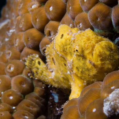 Frogfish3