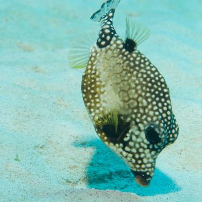 Spottedpufferfish