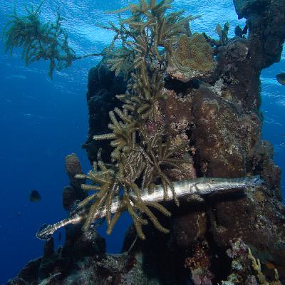 Trumpetfish