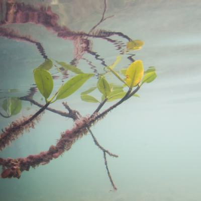 Nederlandse Antillen