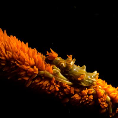 P6225735whipcoralcrab