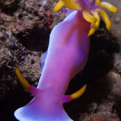 P6236037nudibranch