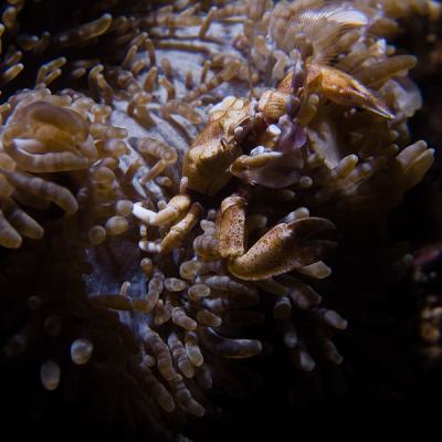 P6266253porcelaincrab