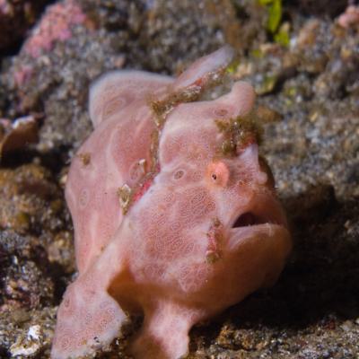 P6276436frogfish