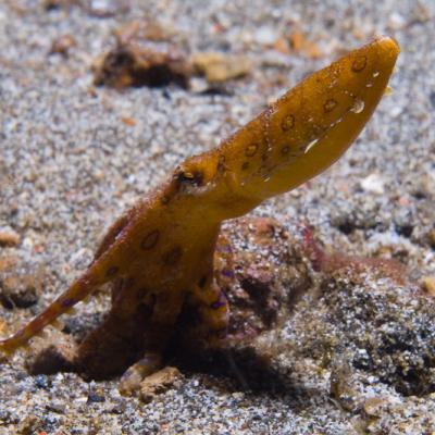 P6276448blueringedoctopus