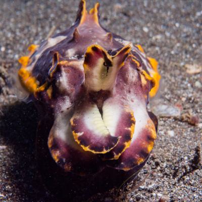 P6296931flamboyantcuttlefish