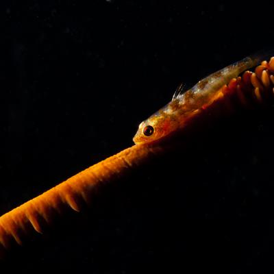 P6307119whipcoralgoby